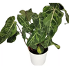 PHILODENDRON GLORIOSUM VARIEGATA P15