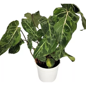 PHILODENDRON GLORIOSUM VARIEGATA P15