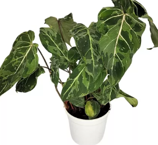 <h4>PHILODENDRON GLORIOSUM VARIEGATA P15</h4>