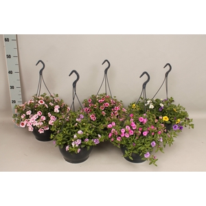 Hangpotten 23 cm Calibrachoa Divers