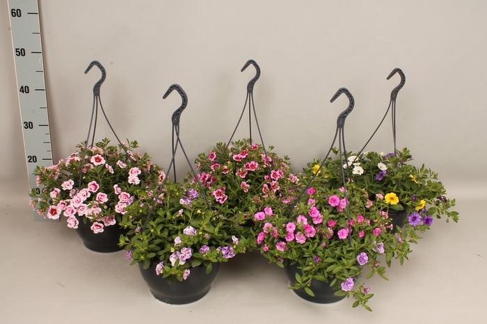 <h4>Hangpotten 23 cm Calibrachoa Divers</h4>
