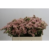 Limonium sinuatum Lucia Apricot+