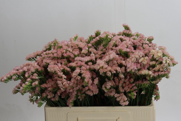 Limonium sinuatum Lucia Apricot+