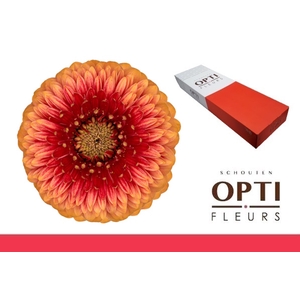 Germini Pomponi Beaker Doos