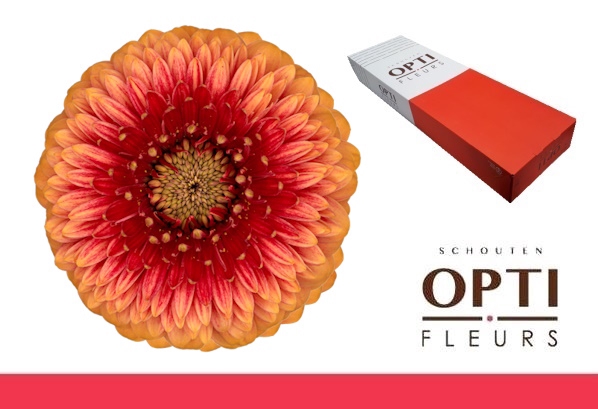 <h4>GE MB POM BEAKER-Doos</h4>