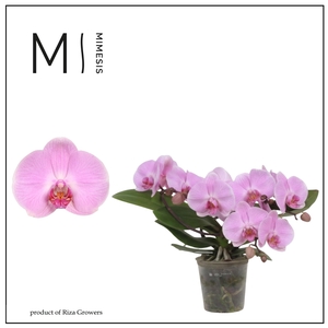Mimesis Phal. Muse Pink
