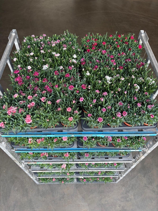 <h4>DIAN OSC GEM</h4>