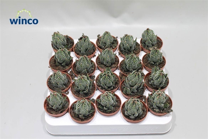 <h4>Haworthia Superfaciata</h4>
