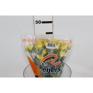 ROSA SPRAY YELLOW GARDEN 040 CM AMARELO