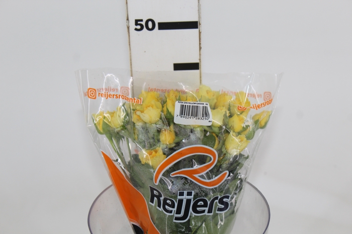 <h4>ROSA SPRAY YELLOW GARDEN 040 CM AMARELO</h4>