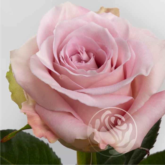 <h4>R GR FAITH Welyflor</h4>