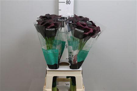 <h4>Zant Odessa</h4>