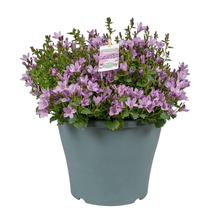<h4>Campanula Ambella® Pink in patiopot</h4>