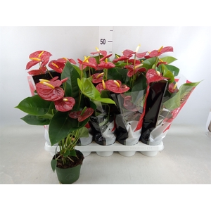 Anthurium andr. 'Royal Champion'