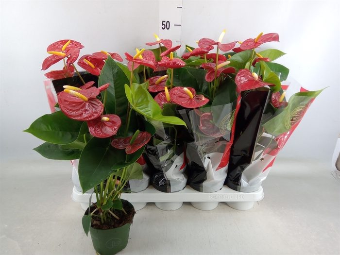 <h4>Anthurium andr. 'Royal Champion'</h4>