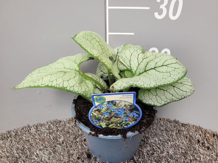 <h4>Brunnera Silver Heart</h4>