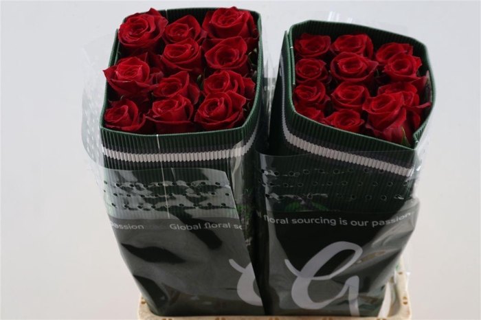 <h4>R Gr Fortune</h4>