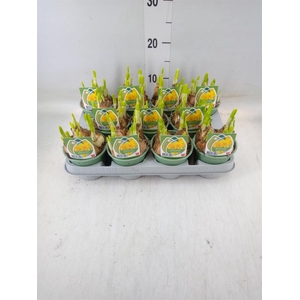 Narcissus DU 'Tete Boucle'