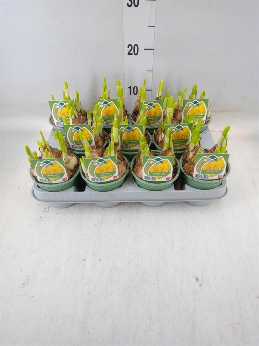 <h4>Narcissus DU 'Tete Boucle'</h4>