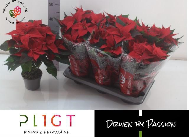 <h4>EUPHOR P CHR F RED</h4>