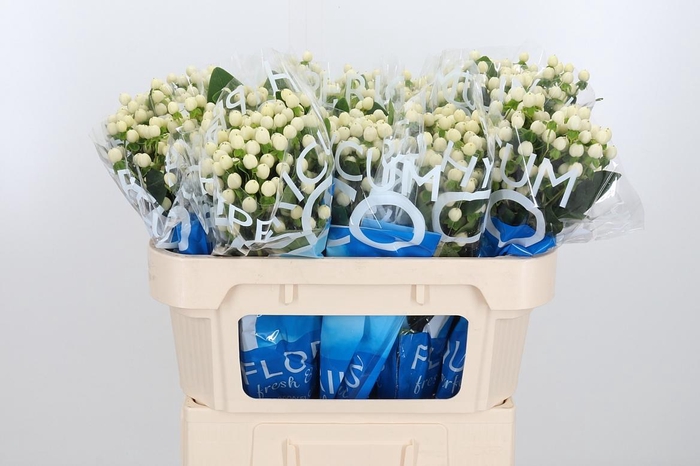 <h4>Hyp Coco Uno</h4>