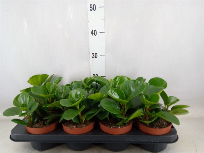 <h4>Peperomia obt. 'Green Gold'</h4>