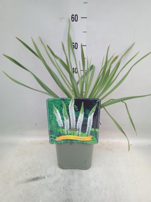 <h4>Eremurus   ...</h4>