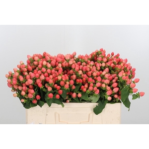 Hyp Mag Roy Princess