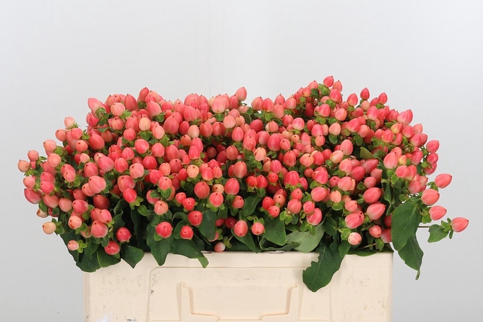 <h4>Hyp Mag Roy Princess</h4>