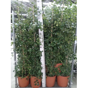 Ficus deltoidea