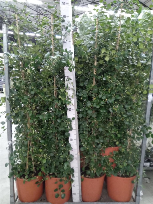 <h4>Ficus deltoidea</h4>