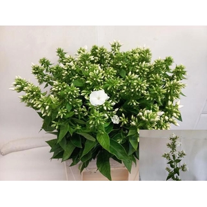 PHLOX P MAG SNOWDRPZ