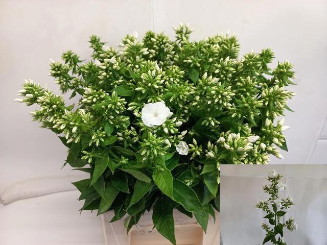 <h4>PHLOX P MAG SNOWDRPZ</h4>