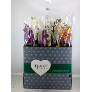 Phalaenopsis   ...mix