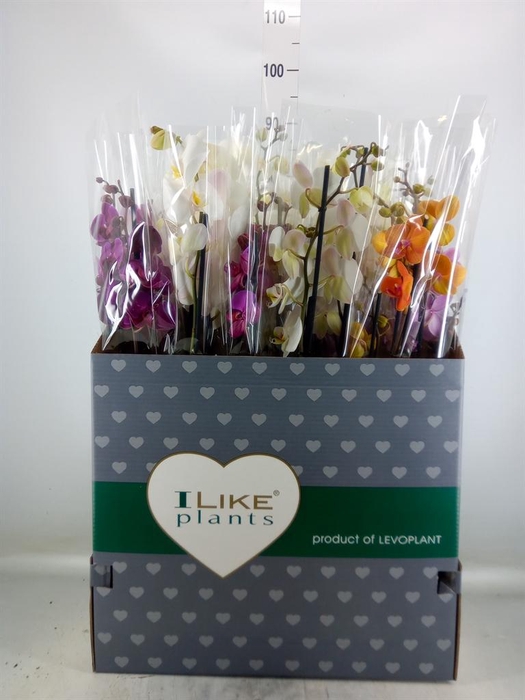 <h4>Phalaenopsis   ...mix</h4>