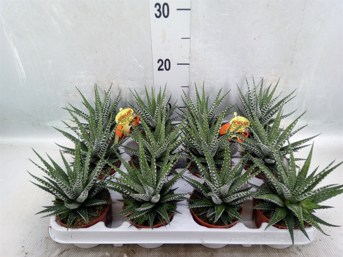 Haworthia fasciala 'Big Band'