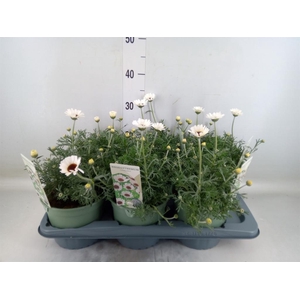 Rhodanthemum  'Casablanca'