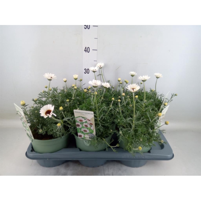 <h4>Rhodanthemum  'Casablanca'</h4>