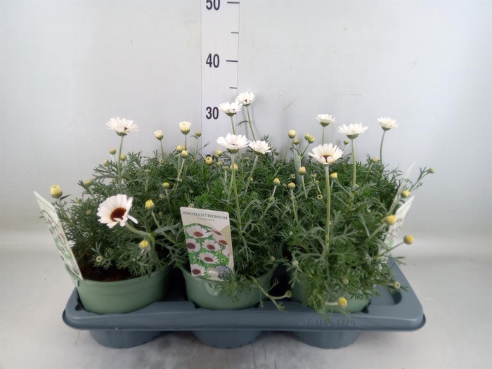 <h4>Rhodanthemum  'Casablanca'</h4>