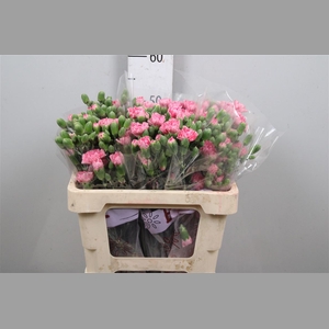Di Tr Rosadita