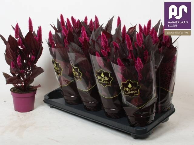 <h4>CEL MYSTIC SHADES</h4>