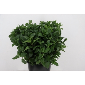 MENTA FRESH SENSATION 200GR