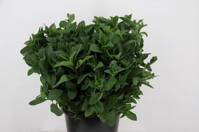 <h4>MENTA FRESH SENSATION 200GR</h4>