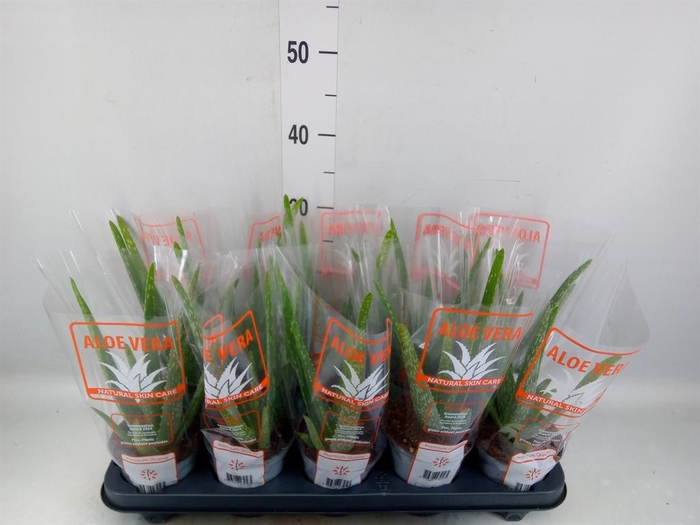 Aloe vera