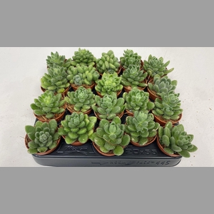 SEDUM OVERIG
