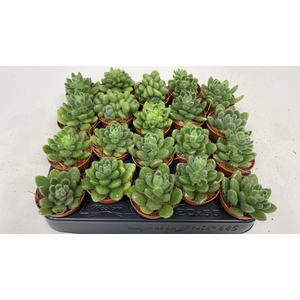 Sedum Overig