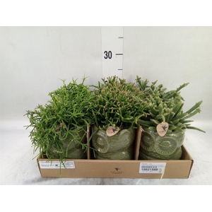 Rhipsalis   ...mix