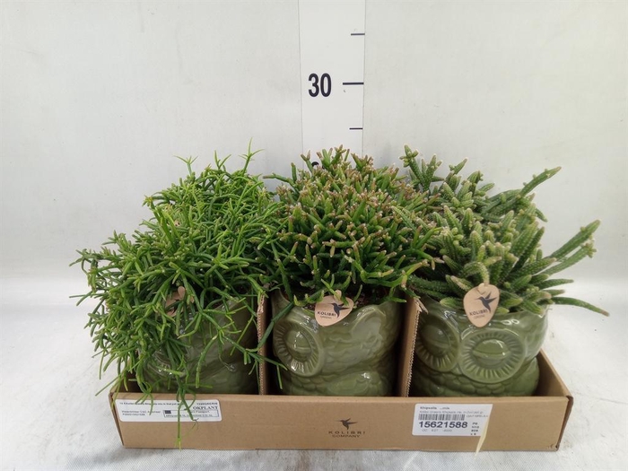 <h4>Rhipsalis   ...mix</h4>
