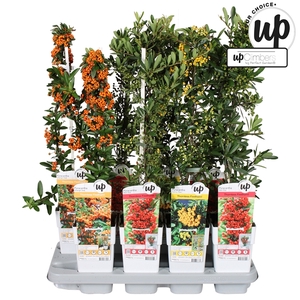 Pyracantha Our Choice mix tray P15