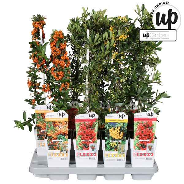 <h4>Pyracantha Our Choice mix tray P15</h4>